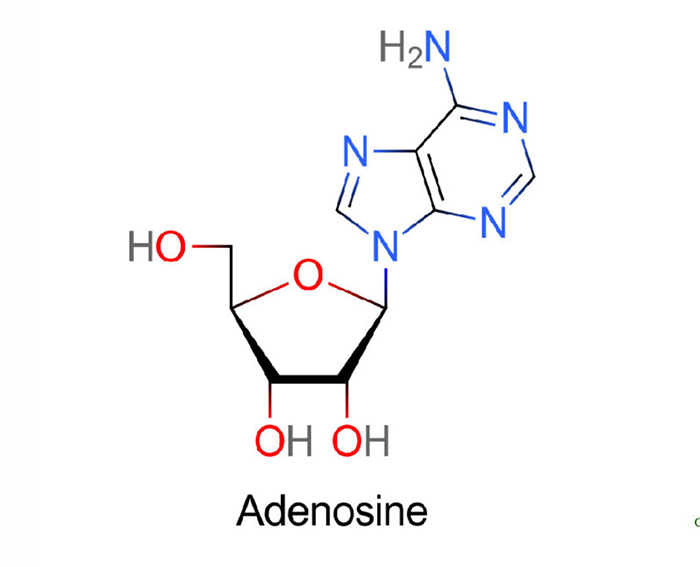 Adenosine là gì