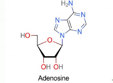Adenosine: Khái niệm, tác dụng và vai trò đối với tim