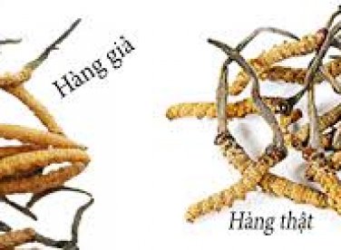 TOÀN CẢNH ĐÔNG TRÙNG HẠ THẢO TẠI VIỆT NAM