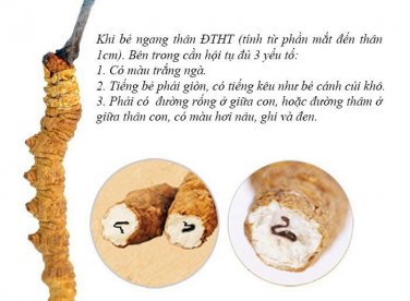 Đông trùng Hạ thảo tươi để được bao lâu? Cách bảo quản và chống mốc