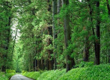 Gỗ tuyết tùng là gì, vai trò trong bảo quản xì gà