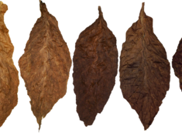 Màu lá ngoài (wrapper) của xì gà