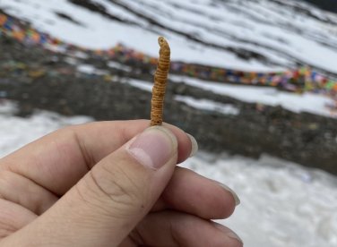 Tại sao nên mua sản phẩm Đông trùng hạ thảo từ Bhutan ?