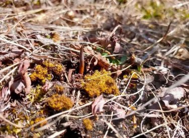 Giá tiền và công dụng của đông trùng hạ thảo tươi, khô Bhutan Tây Tạng