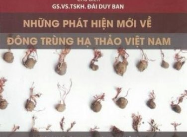 7 Điều Về Đông Trùng Hạ Thảo Hay Bị Nhầm Lẫn