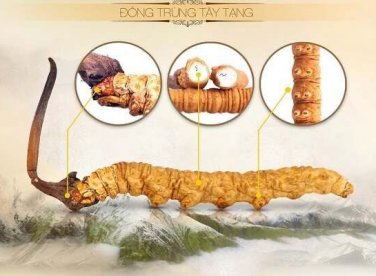 Đặc điểm phân biệt đông trùng hạ thảo các vùng miền