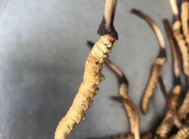 Lưu ý khi chọn mua đông trùng hạ thảo