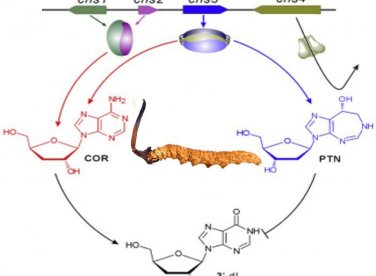 Cordycepin là gì? Tác dụng của Cordycepin đối với sức khỏe