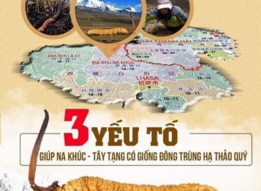 Tiên Dược Đông Trùng Hạ Thảo món quà từ thượng giới