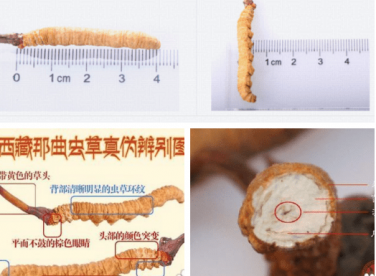 Hướng Dẫn Cách Phân Biệt Đông Trùng Hạ Thảo Thật Giả