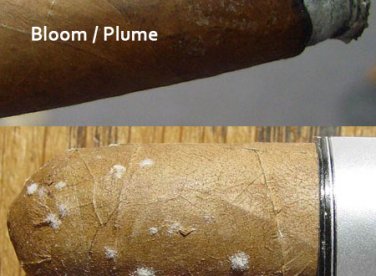 Xì gà bị mốc hay lên tuyết ?