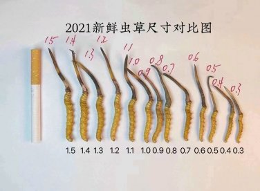 Vì Sao Đông Trùng Hạ Thảo đắt như vậy?