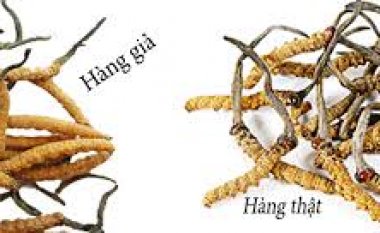 Mẹo phân biệt đông trùng hạ thảo thật, đông trùng hạ thảo giả?