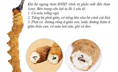  NHỮNG ĐIỀU CẦN BIẾT VỀ ĐÔNG TRÙNG HẠ THẢO