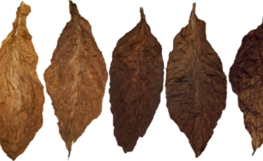 Màu lá ngoài (wrapper) của xì gà