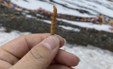 Tại sao nên mua sản phẩm Đông trùng hạ thảo từ Bhutan ?