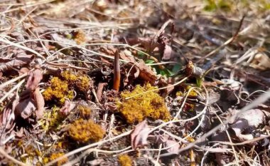 Giá tiền và công dụng của đông trùng hạ thảo tươi, khô Bhutan Tây Tạng