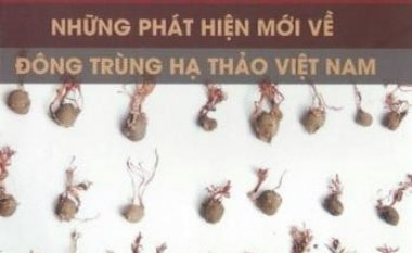 7 Điều Về Đông Trùng Hạ Thảo Hay Bị Nhầm Lẫn