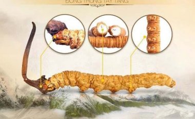 Đặc điểm phân biệt đông trùng hạ thảo các vùng miền