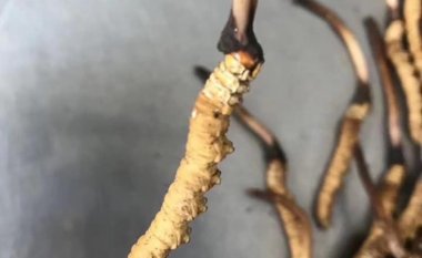 Lưu ý khi chọn mua đông trùng hạ thảo