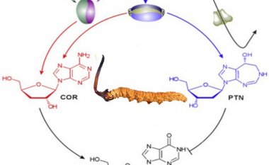 Cordycepin là gì? Tác dụng của Cordycepin đối với sức khỏe