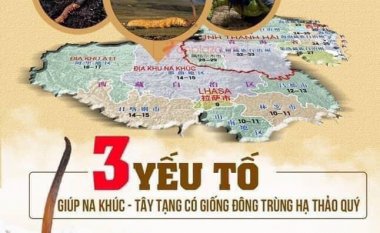 Tiên Dược Đông Trùng Hạ Thảo món quà từ thượng giới