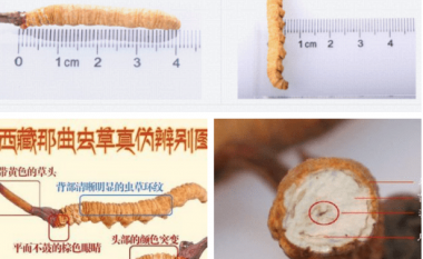 Hướng Dẫn Cách Phân Biệt Đông Trùng Hạ Thảo Thật Giả