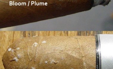 Xì gà bị mốc hay lên tuyết ?