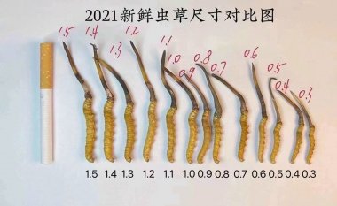 Vì Sao Đông Trùng Hạ Thảo đắt như vậy?