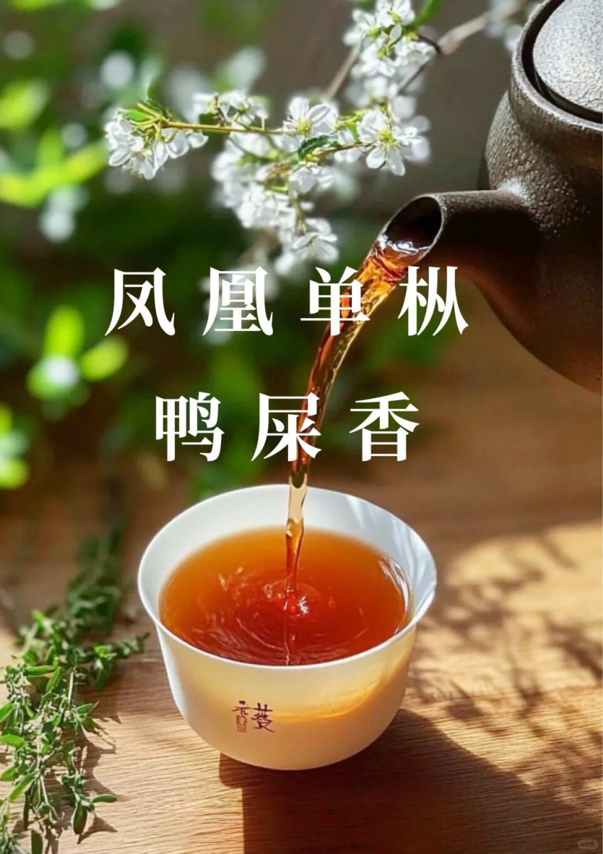 tra-nha-thi-huong-cohiba-thanh-hoa tra-nha-thi-huong-cohiba-thanh-hoa